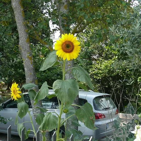 Al Giardino Degli Ulivi לינה וארוחת בוקר טואורו סול טראסימנו