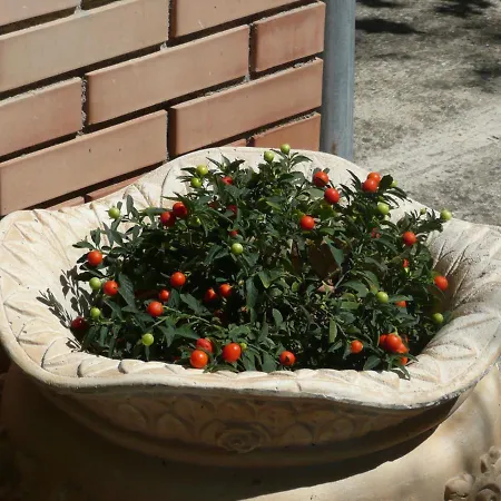 Al Giardino Degli Ulivi לינה וארוחת בוקר טואורו סול טראסימנו