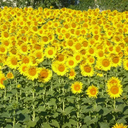 Bed & Breakfast Al Giardino Degli Ulivi